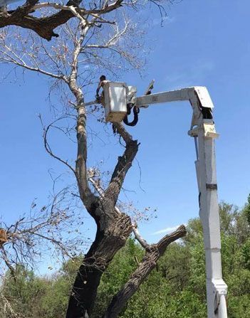 Man Removing Tree in Oro Valley