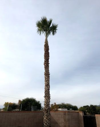 Palm Tree Trimming in Tucson