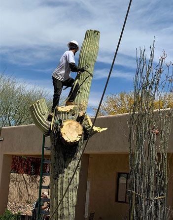 Cactus Removal in Tucson