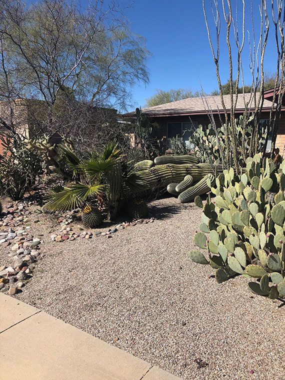 Cactus Removal in Sahuarita, AZ