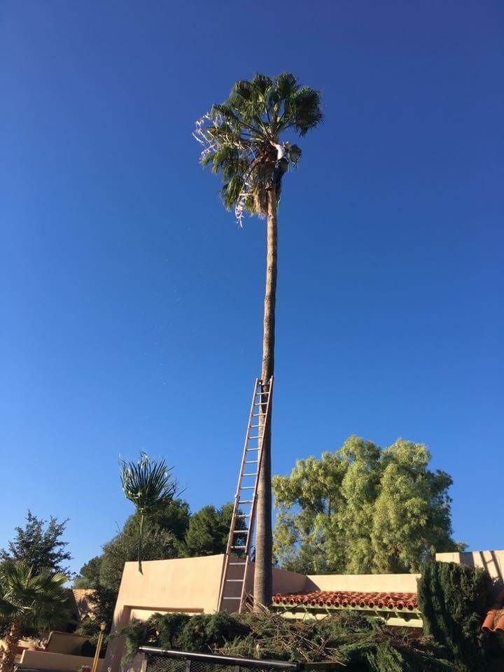 Palm Tree Trimming in Green Valley