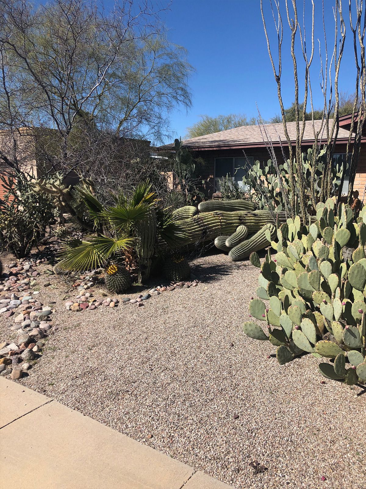 Cactus Removal in Oro Valley