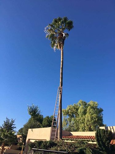 Palm Tree Trimming in Sahuarita, AZ