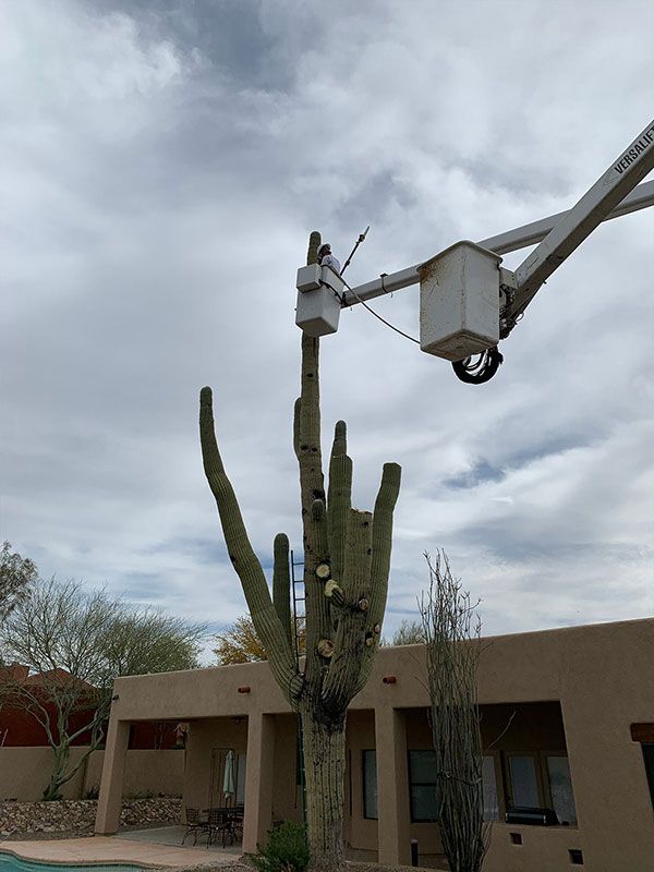 Trees R Us completing Sahuaro Removal in Tucson