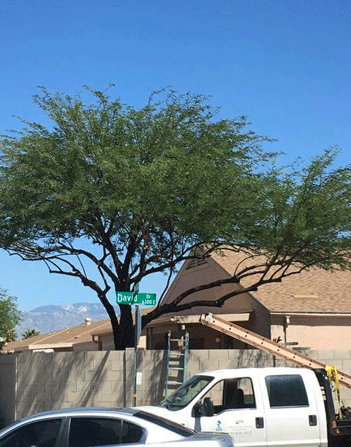 Residential tree trimming service by Trees R Us