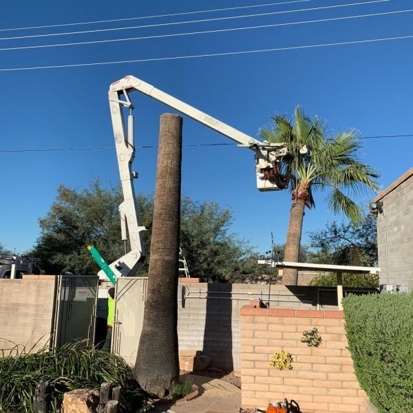 Trees R Us completing Tree Removal in Tucson