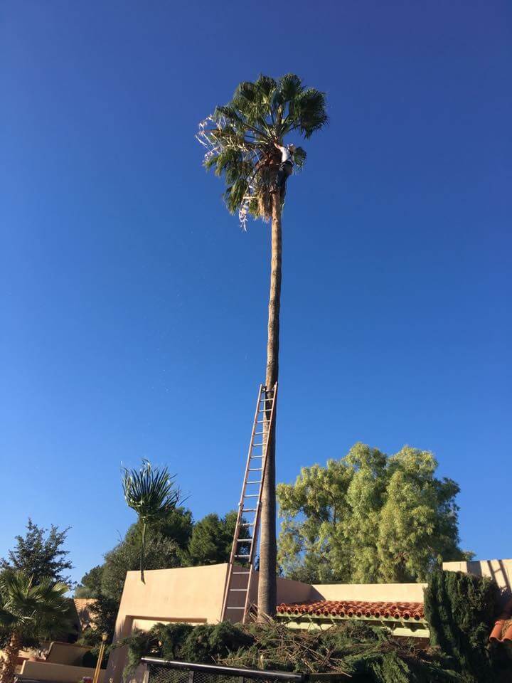 Vail Palm Tree Trimming Services Tree Services Trees "R" Us