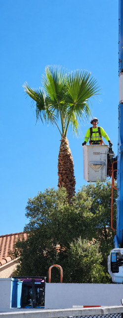 palm-tree-trimming-near-you