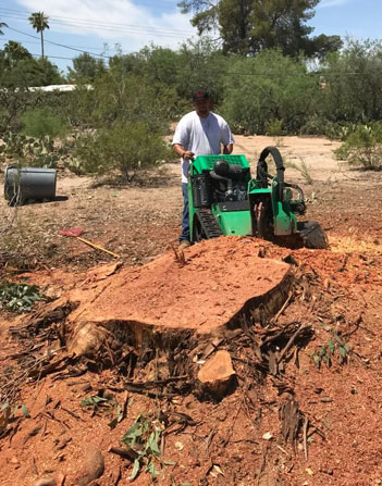 Tree Stump Removal Service in Green Valley AZ