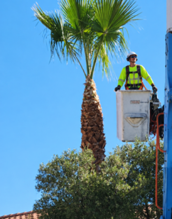 palm-tree-trimming-near-you